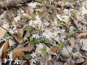 Photo By: Julie Lundgren. Photo taken: Monroe County, NY on 5 May 2019